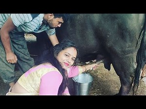 how to milk Buffalo |Buffalo Milking|Buffalo milking by Hand | Desi Village life | my daily routine