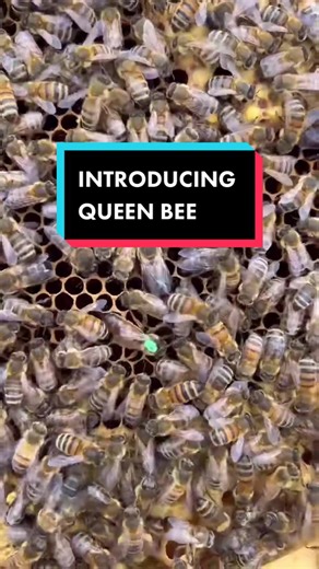 Meet the Unmarked Queen Bee and Learn about her Fascinating Role in the Hive