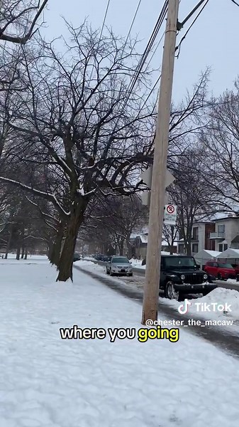 Chester the Macaw Enjoys a Winter Flight