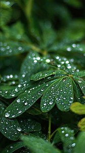 나도 모르게 잠드는 빗소리, sleep rain sound #rain #rainyday #rainasmr #relaxing #relaxingsounds