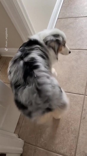 Booty Wiggles Compilation | Funny Dog Butt Wiggling Videos