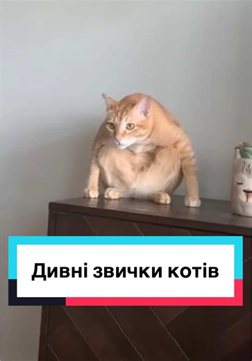 Engaging Domestic Cats in Playful Indoor Activities