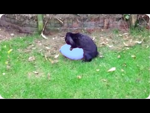 Cute Bunny Pops Balloon