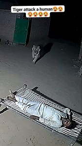 63K views · 179 reactions | Security Cam Captures Bengal tiger Attack on a sleep men and take along with him for his family food #attack #tiktok #tiktokviral #roar | Wildlife Clash Zone | Facebook