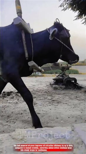Innovative Bull Powered Oil Press Machine : Best Traditional Mechanical Oil Extraction