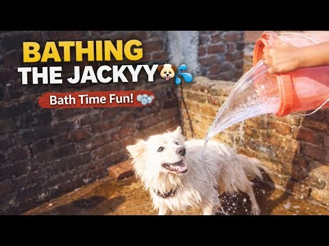 How to Bath Your Jacky Dog