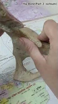 Hip Bone (Part-3:ischium) #anatomy #mbbs #medicalstudent #bds #hipbone