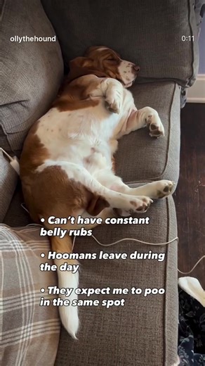 The Struggles of a Basset Hound: Life's Hardships