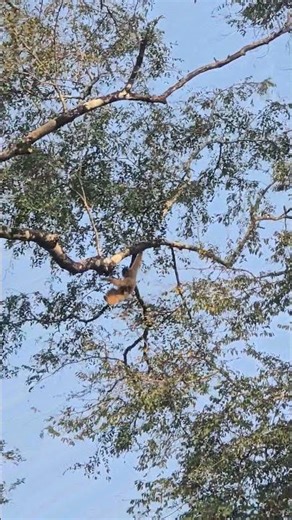 Gibbons jumping around in Cat Tien National Park, Vietnam!