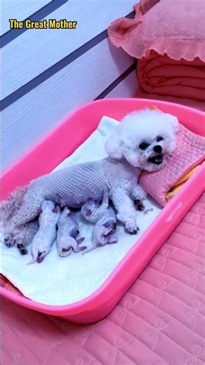 사랑스러운 강아지와 함께하는 행복한 삶 #puppy #dogshorts
