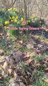 Foraging for spring greens is a great way to get outside and learn more about what this beautiful earth has to offer! Always make sure you're identifying your plants properly and be sure to leave plenty for creatures that rely on them, especially those hungry bees! #foraging #springtime #homestead #selfsufficiency #realfood #foodismedicine #medicinalfood #springforaging | Wild N Free Farms