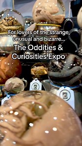 We have something for everyone! ✨🖤Find the best weird stuff at The Oddities & Curiosities Expo— like unique wet specimen displays by @forgotten_boneyard!💀 Visit OdditiesAndCuriositiesExpo.com for more info about our upcoming oddities expos! | Oddities & Curiosities Expo