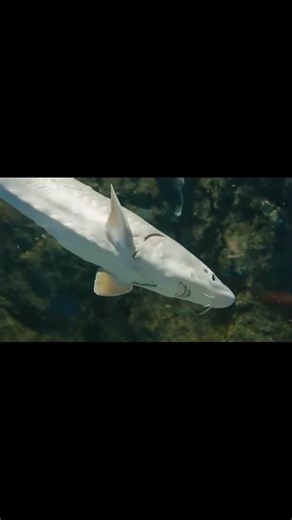 Comment la Révolution russe a créé le luxe du caviar ⚡#shorts