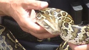 Snake found under the hood