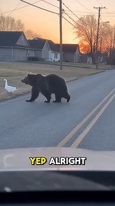 This feels unreal 😳 A full-grown bear walks across a suburban street at sunset… and a goose follows right behind like they’re best friends. Traffic stops. The bear pauses. Then he turns and appears to WAVE at the car filming before continuing on — with the goose still right there. Pure, wholesome wildlife chaos you can’t explain but can’t stop watching 🐾✨ Welcome to BeastEats. #WildlifeMoments #BearAndGoose #UnlikelyFriends #ViralNature #AnimalVideo | World Live FM