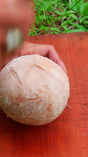 coconut tapping technique