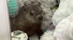 Can you spot the real rodent hiding in this claw machine? Don't worry, the groundhog was rescued safely. | The Coloradoan