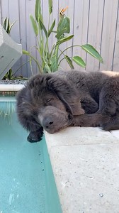 1.1M views · 10K reactions | funny dogs Compepisode 135 #funny #pet #animals #funnyanimals #fyp #foryou #dog #dogsoftiktok #funnydog #doglovers #funnyvideos # | Funny Dogs | Facebook