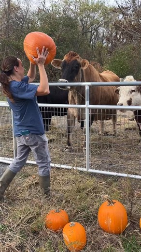 2.5K views · 171 reactions | Our rescued animals would love your...