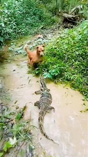 hunting dog attacks monitor lizard #animals