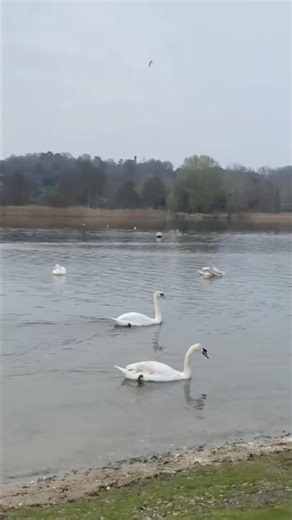 Duck vibes #cute #lake #kids #duck