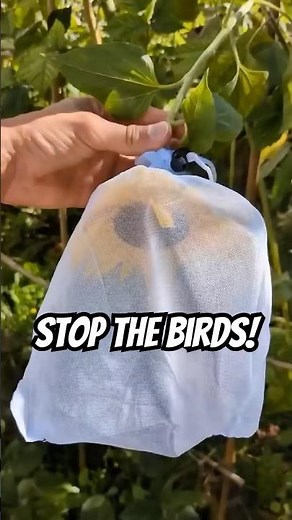 How to Protect Sunflowers from Birds (Simple Way) #gardenhacks