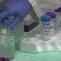 Video: Tracking Neutrophil Intraluminal Crawling, Transendothelial Migration and Chemotaxis in Tissue by Intravital Video Microscopy