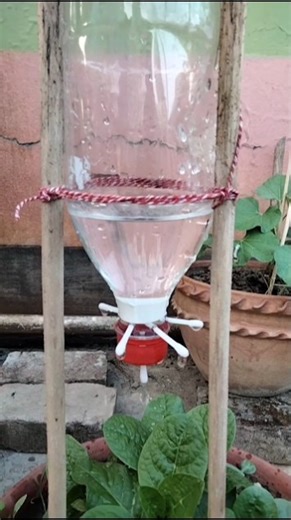 Easy Deep Irrigation with Cotton Bud & Bottle 🌱💧