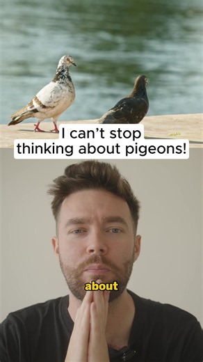 Pigeons deserve love! 💚 #pigeons #wildlife #uk | pigeon