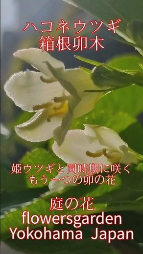 箱根卯木ハコネウツギ 花の色が変わる!? 空木/卯の花 庭の花 #庭の花 #nature #flowers #garden #花のある風景 #山野草 #花風景 #ハコネウツギ #ヒメウツギ #ウツギ