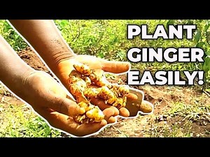 How to Plant Ginger the Easy Way | Step-by-Step Guide for Beginners