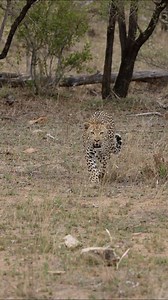 553K views · 12K reactions | Watch as this male leopard walks directly towards my vehicle. I was not aware at the time when I parked on an elevated stretch of road north of Malelane gate but I was stationary right above a drainage pipe. This leopard caught a warthog piglet at this exact spot just moments before and was coming for seconds. Incredible moment. #leopard #safari #wildlifephotography #wildlife #nature #krugernationalpark | Phil on Safari | Facebook