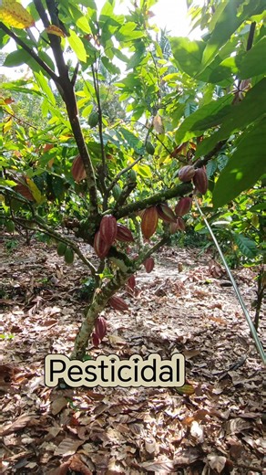 "Pod borer infestation? Here's how to control it" #fyp #cacoa #followers #chocolate #cacoapruning #fbreel #post | CACAO tutorial ni JM