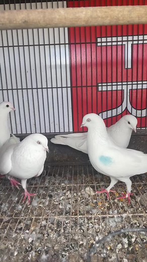 White Pigeons in a Cozy Cage Habitat