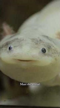 The Animal That Can Regrow Its Body #animals #wildlife #nature