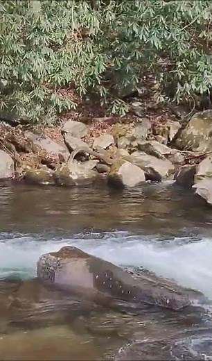 Peaceful river in Tennessee!! Watch the full video on my channel! #travel #nature #river