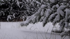 Trees, Pine, Snow. Free Stock Video