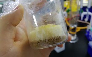 如何提取植物中有效成分？近一周的实验过程总结（我觉得我是vlog里的一股清流）