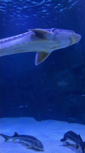 sturgeon
