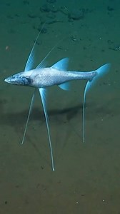The tripod fish (Bathypterois grallator) is a deep-sea fish known for its peculiar method of locomotion. It gets its name from the elongated rays of its pelvic and lower caudal fins, which it uses like a tripod to stand on the seafloor. Tripod fish are found in the Atlantic, Pacific, and Indian Oceans, typically at depths of 1,200 to 4,700 meters. They can reach lengths of up to 37 centimeters (14.5 inches). One of the most interesting aspects of tripod fish (besides the more obvious ones) is th
