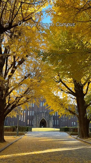東京大学 The University of Tokyo / UTokyo on Instagram: "UTokyo Hongo Campus #utokyo #universityoftokyo #東京大学 #東大 #hongo #本郷キャンパス #本郷 #ginkgo #autumn #イチョウ #銀杏 #campuslife"