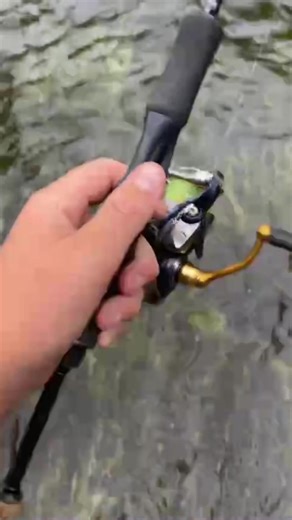 Delicious Trout Recipes to Try