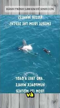 A 5,000km journey to give birth.