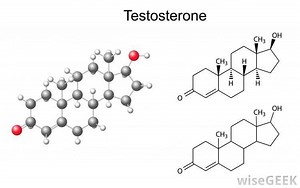 Sterol - Alchetron, The Free Social Encyclopedia