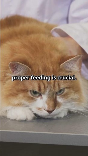 The ONLY Guide you need to know to feed a sick CAT. 🤒😷Here’s how