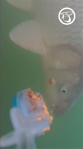 Egy kiváló nap záró hala