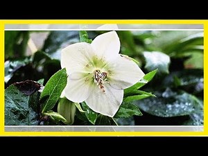 Christrose: Pflege und Anbau des Wintergewächses