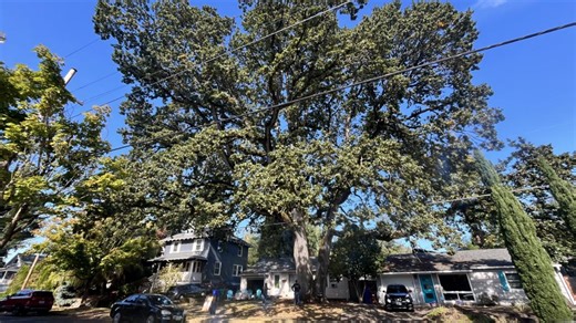 City asks North Portland couple to pay $20K for tree removal: 'It's provided so much entertainment and life'