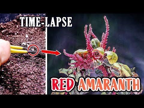 Growing Red Amaranth Plant From Seed To Flower (95 Days Time Lapse)