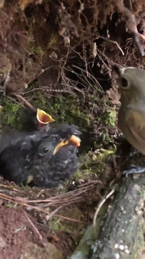The cuckoo begs for food actively and finally gets its meal.杜鹃鸟积极乞食，终于吃到食物